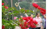 江|中学 满园春色